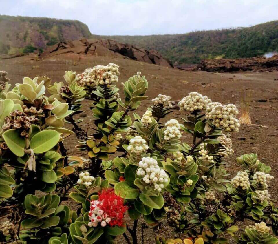 Hike Through An Active Volcanic Crater, Kīlauea Iki, The Big Island