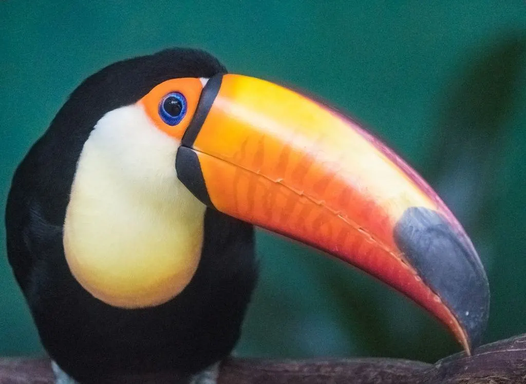 A Toco Toucan at the Bronx Zoo. 