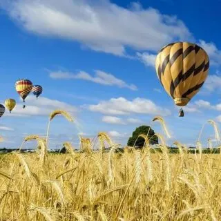 Hot air balloons over landscape