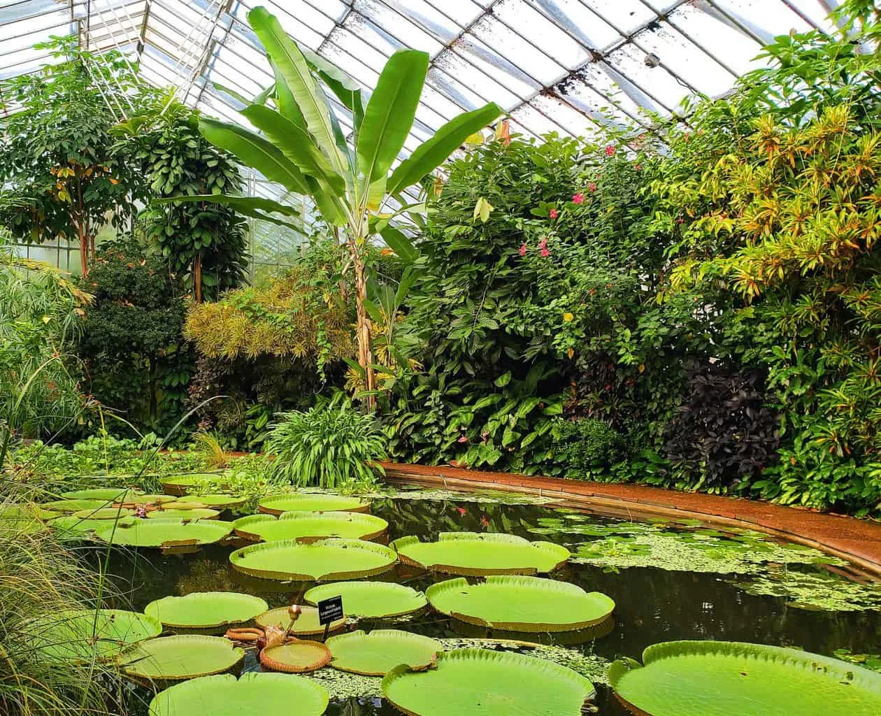The lovely lilly pads, ponds, and green plants you'll find inside the greenhouses of the Royal Botanic Garden Edinburgh.
