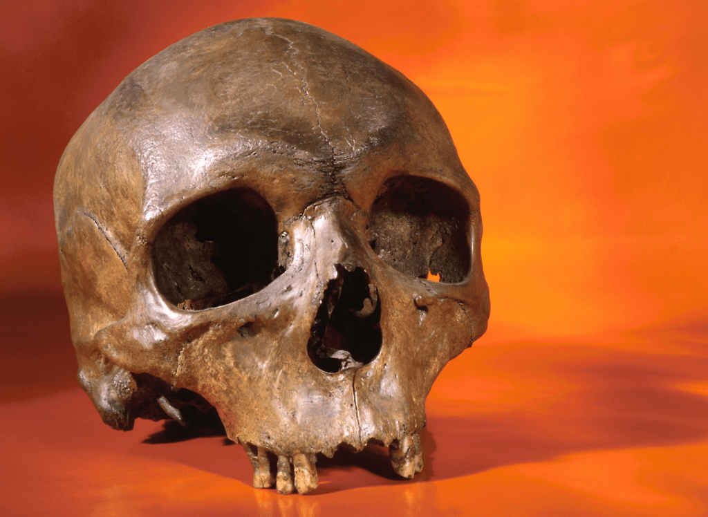 A human skull sitting atop an orange table.