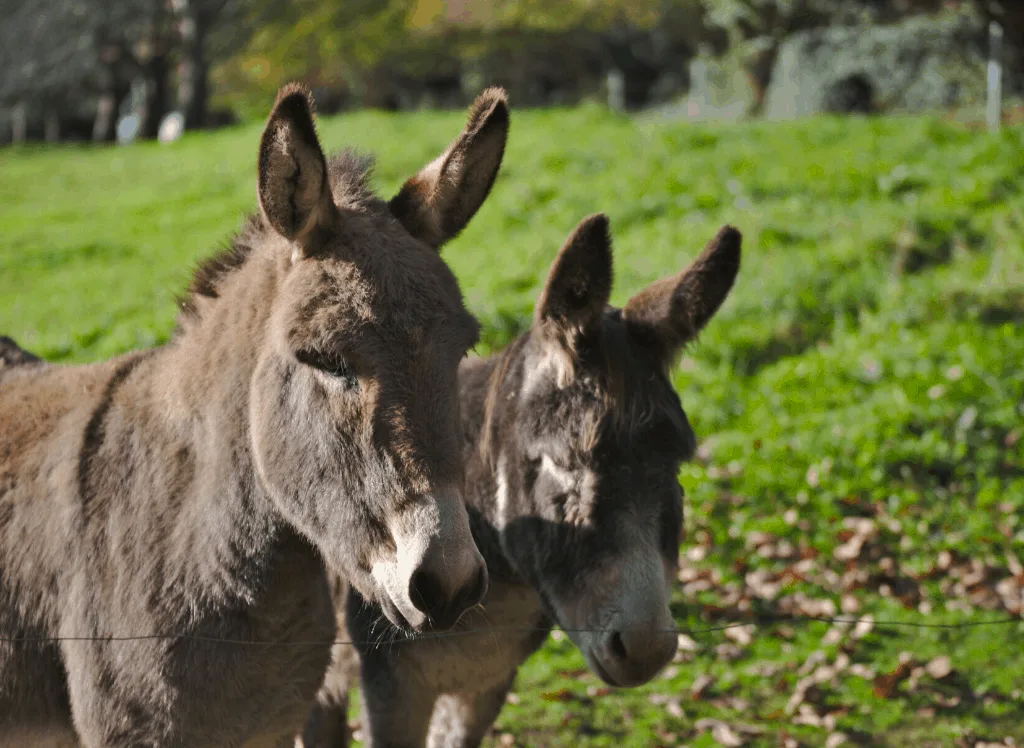 Say hi to some of the donkeys at the Spitalfields City Farm in London. 
