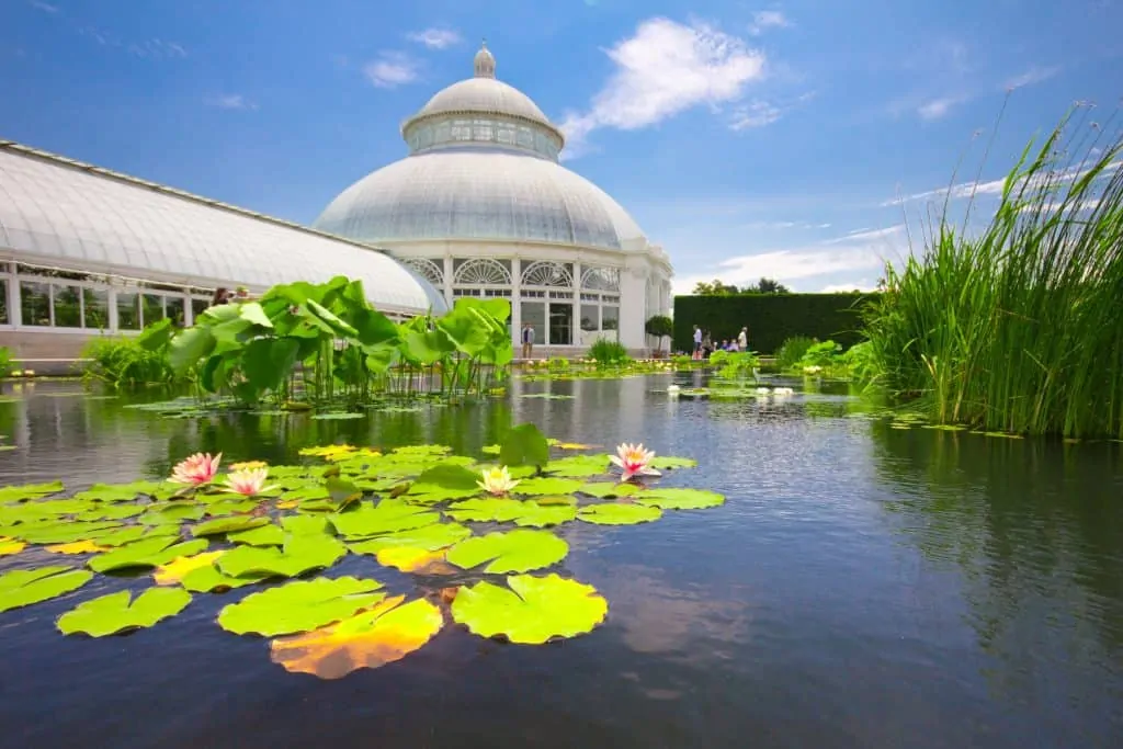 The beautiful water lily pond you'll find at the New York Botanical Gardens in the Bronx.