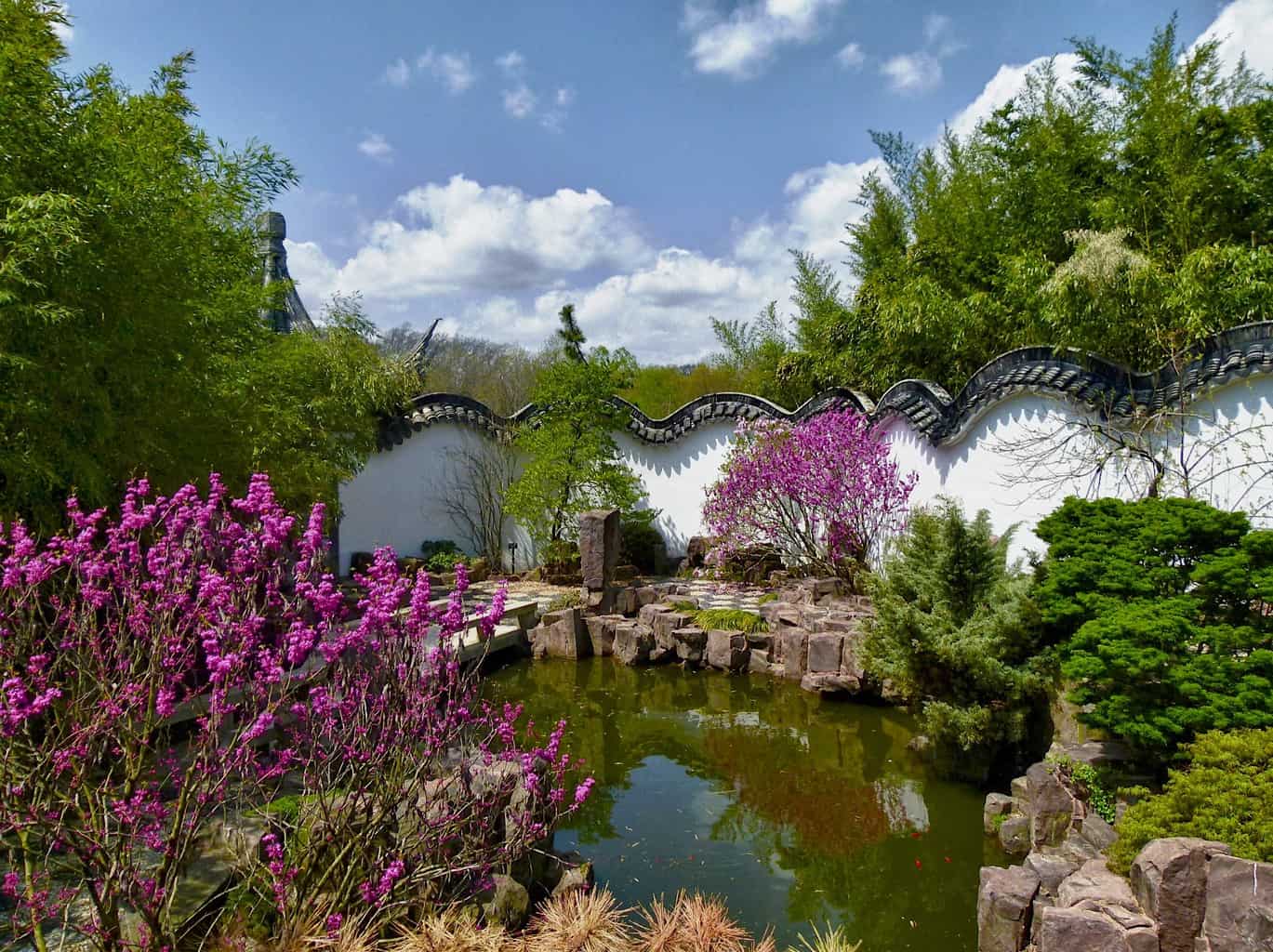 The quiet beauty of the Chinese Scholar's Garden with its vibrant colored flowers and pond in Staten Island is one of the unusual things to do in NYC that you should not miss..