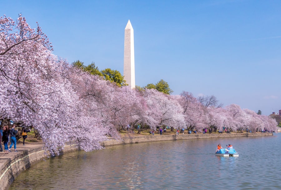 The national mall filled with cherry blossoms at the washington monument in the background. 
