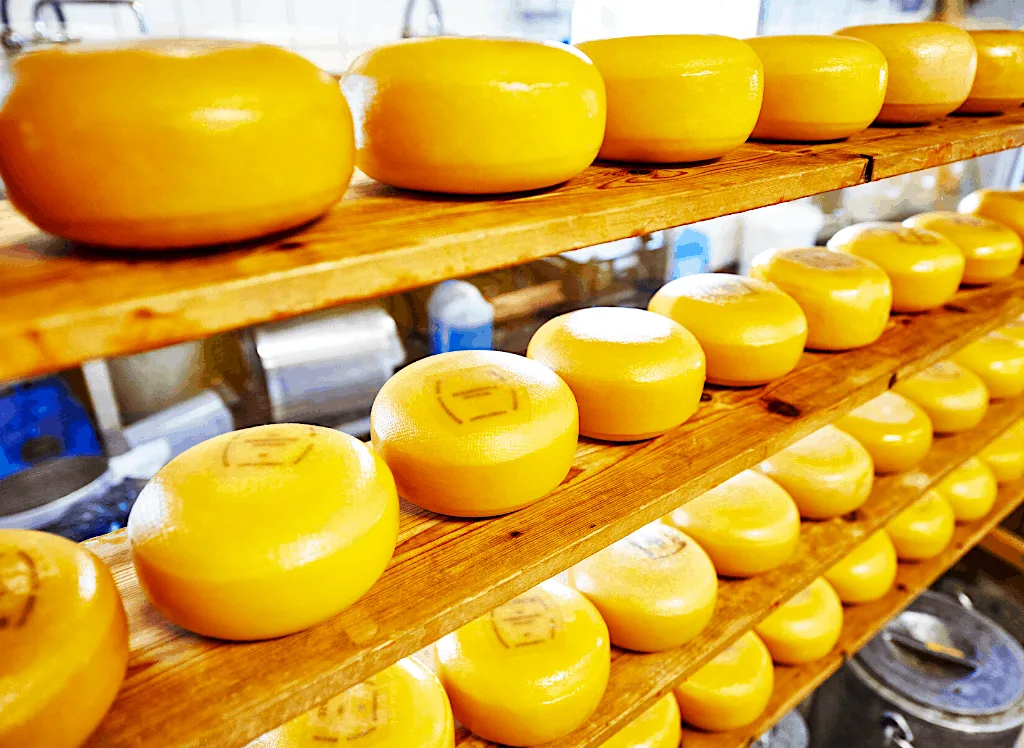 Wooden shelves hold rows and rows of giant yellow wheels of dutch cheese that you can try during the best foodie tour Amsterdam has to offer. 