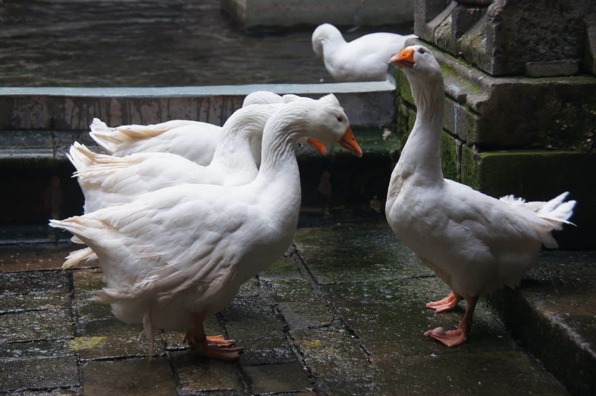 Some of the thirteen, white geese you'll see at Barcelona Cathedral. 
