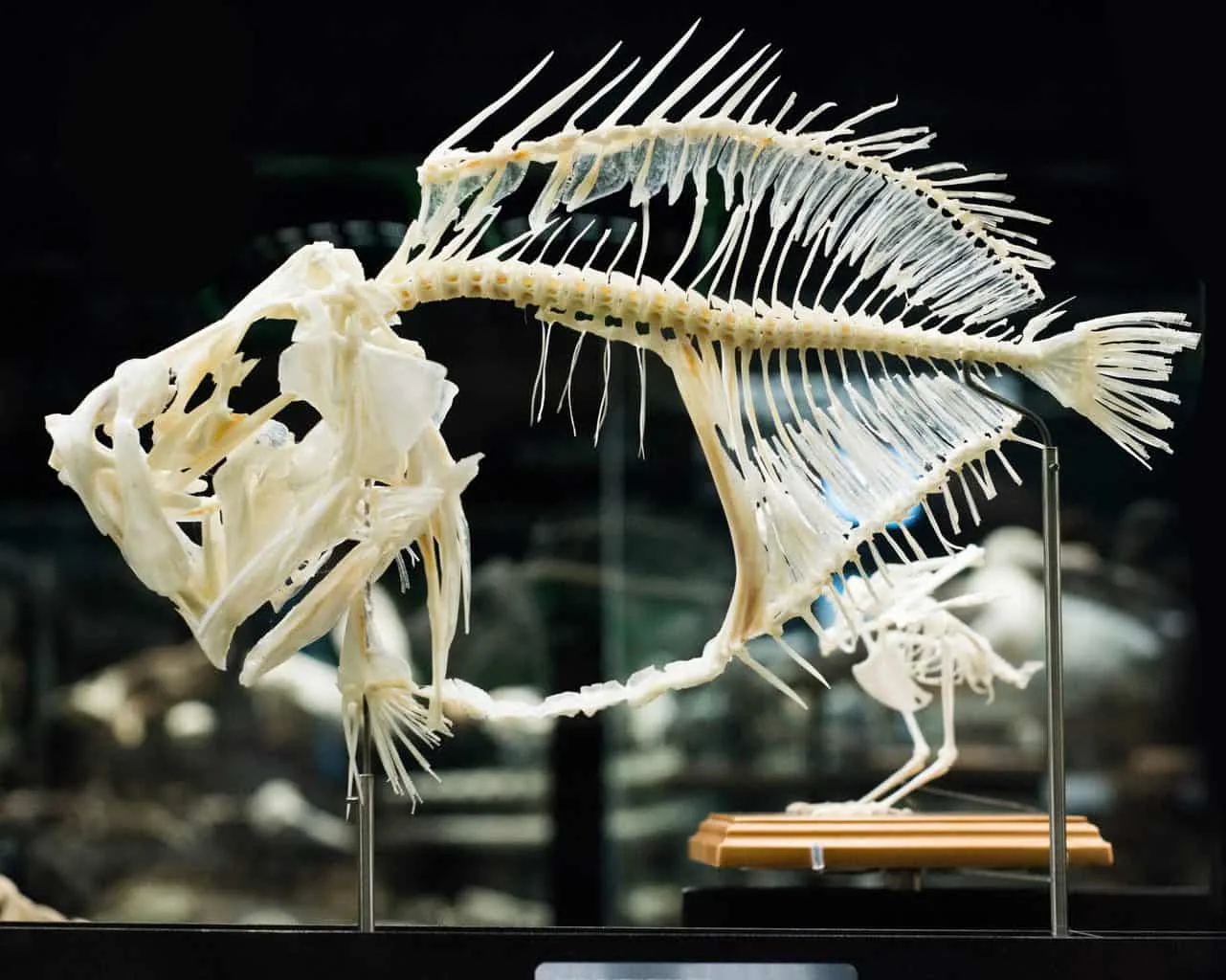 One of the fish skeletons that you'll find on display at the Age of Fishes Museum in New South Wales, Australia. 