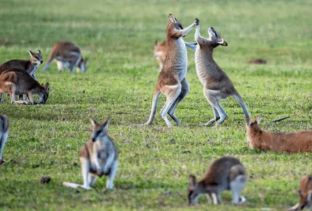 If you're traveling around Australia, be sure to stop at the Australia Zoo and visit some of the kangaroos there. Like the ones here which are seen fighting. 