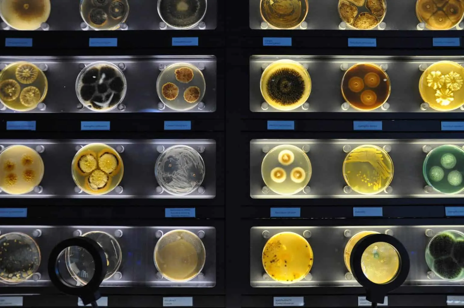 The diverse array of microbes you'll find at the Micropia museum in Amsterdam (image sourced from 