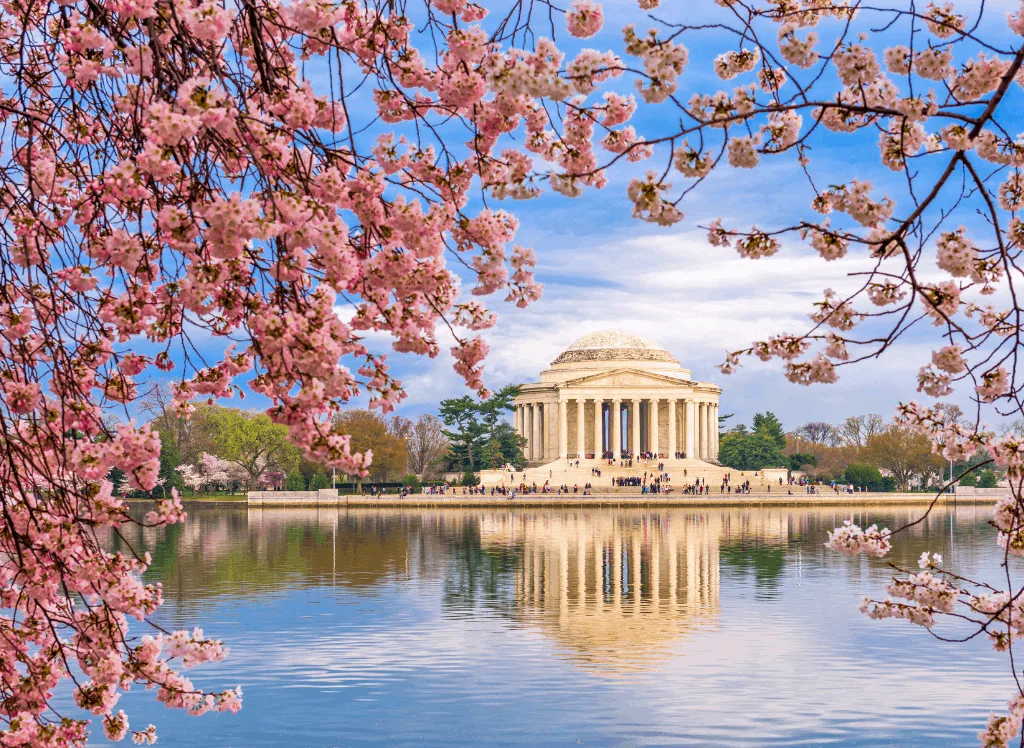 The Jefferson Memorial surrounded by cherry blossoms at the Tidal Basin in Washington DC. 