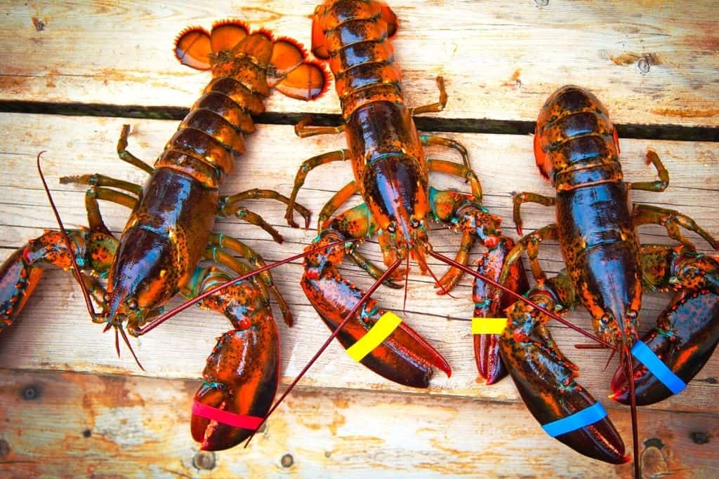 Lobsters sitting on a wooden table. 