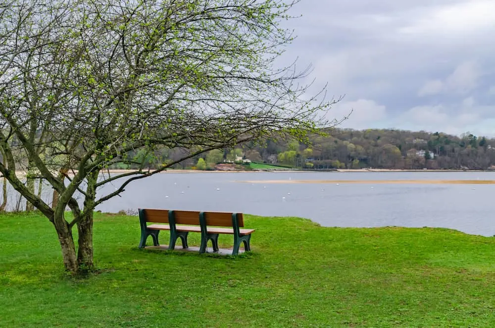 An empty bench next to an isolated tree with scenic view in Cold Spring Harbor State Park Long Island. 