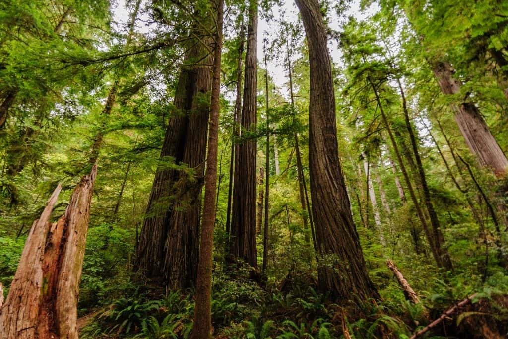 redwood national forest