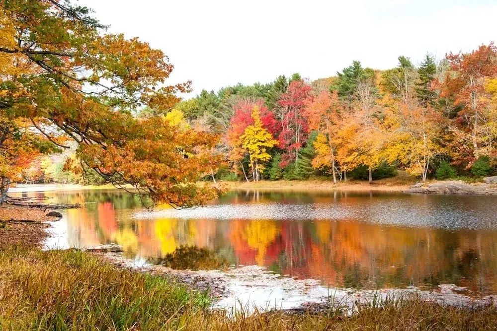 Red yellow and green trees flanking a water body that is just one of the iconic spots to catch the fall foliage during your Maine road trip.