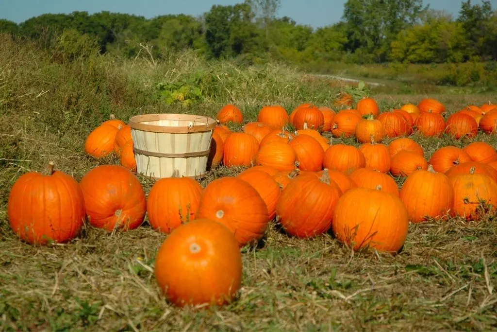 A field full of pumpkins with a wicker basket for pumpkin picking this fall in Vermont. 