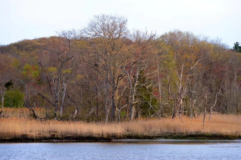 Fall foliage along the wetlands of Sunken Meadow State Park in Long Island. 