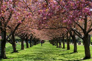 The bright cherry blossoms in bloom at the Brooklyn Botanic Garden is one of the unusual things to do NYC that you should catch if you are in the city at the right time. 