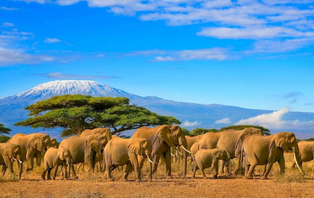Elephants walking across the Savanah in Kenya with mountains in the background. 