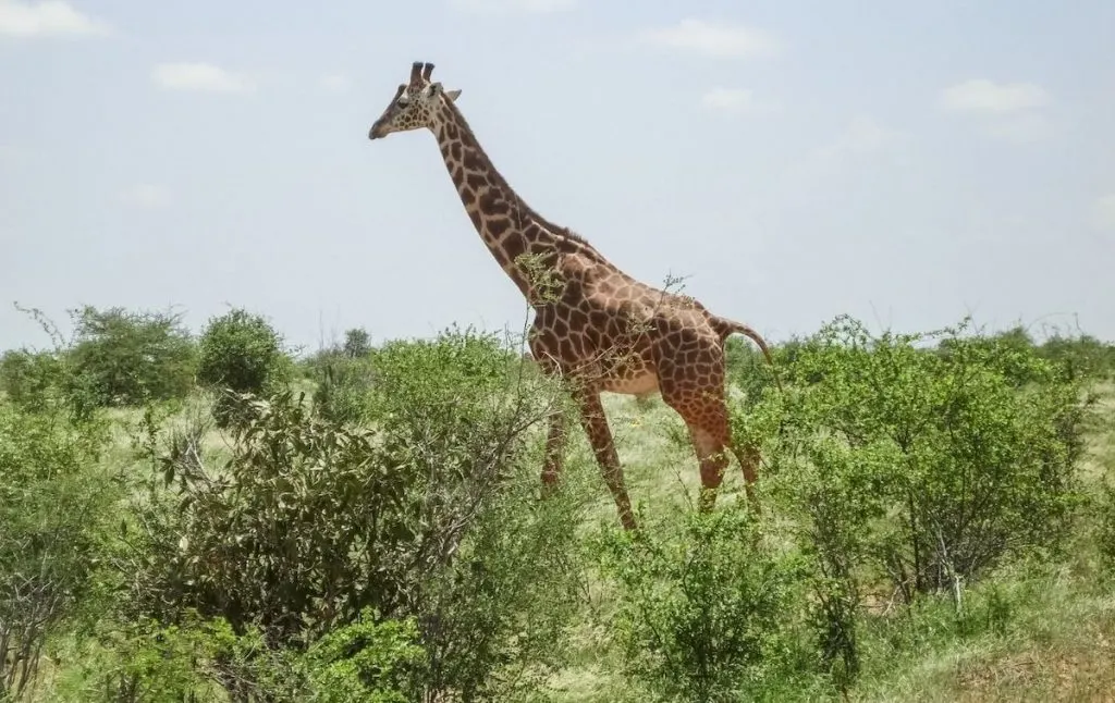 A giraffe in the Savanah during safari in Kenya. 