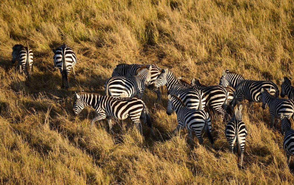 A herd of Zebras in the Savanah 