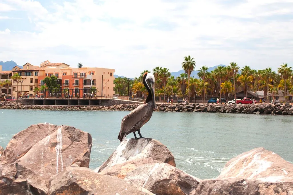 Brown pelican sitting by the water in Loreto, one fo the safest places to live In Mexico. 