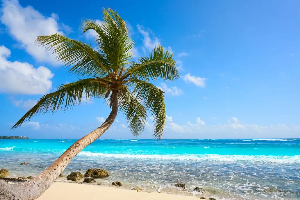 Palm tree on Playa Akumal, one of the best beaches in Cancun. 