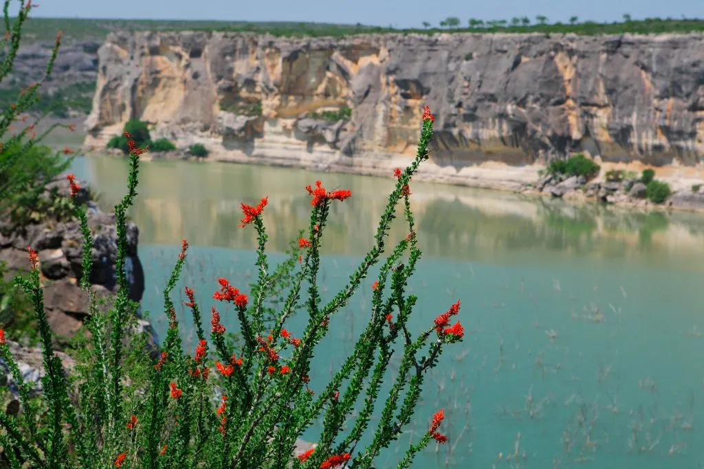 Red flowers and blue waters of Lake Amistad on the border between Mexico and Texas. 