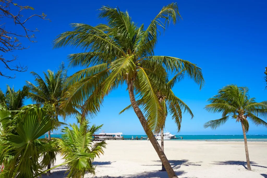 Palm trees on Playa Langosta, one of the best beaches cancun has to offer. 