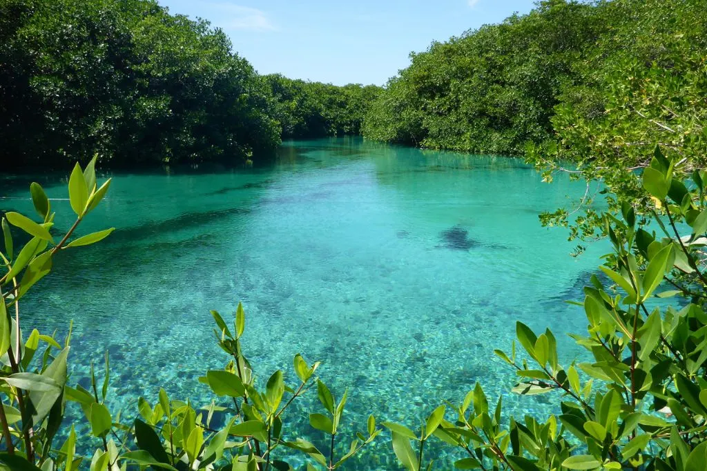 Bright blue water and lush greenery that surrounds Casa Cenote. 