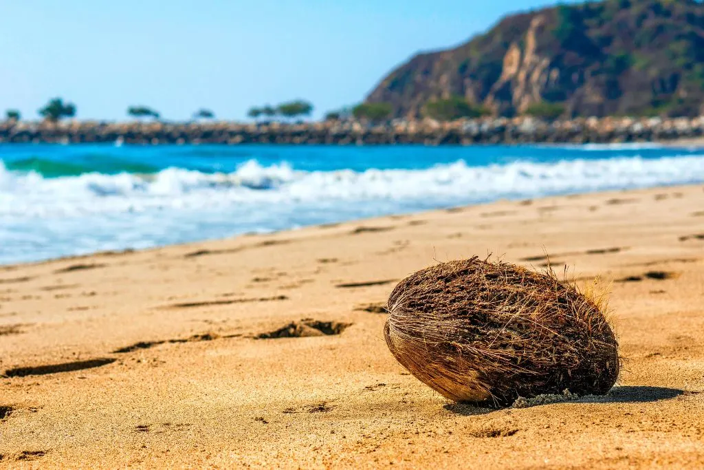Coconut on the beach at Lagunas de Chacahua National Park