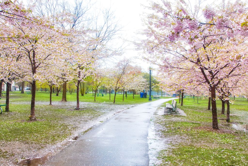 Cherry blossom trees with pink blooms on them at Trinity Bellwoods Park in Toronto. One of the many weird things to do in Toronto. 