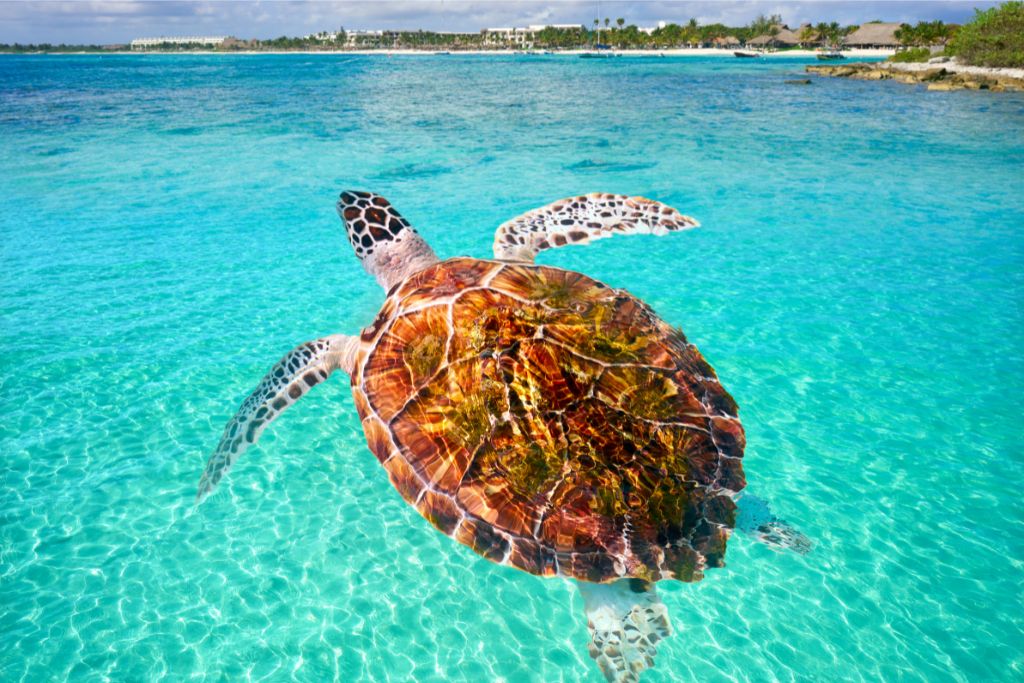 Sea turtle in the waters of Playa Akumal. 