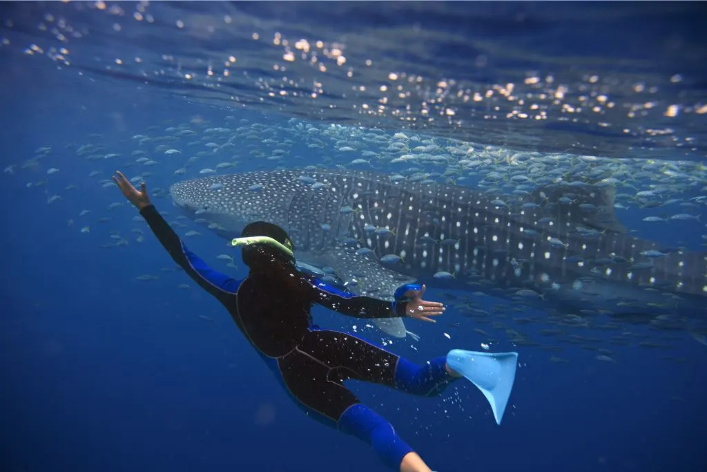 A woman swimming with whale sharks in La Paz. 