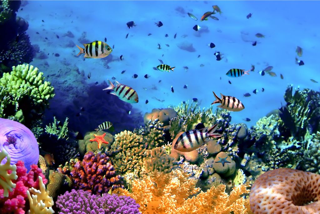 Beautiful coral reef and fish in Cozumel. 