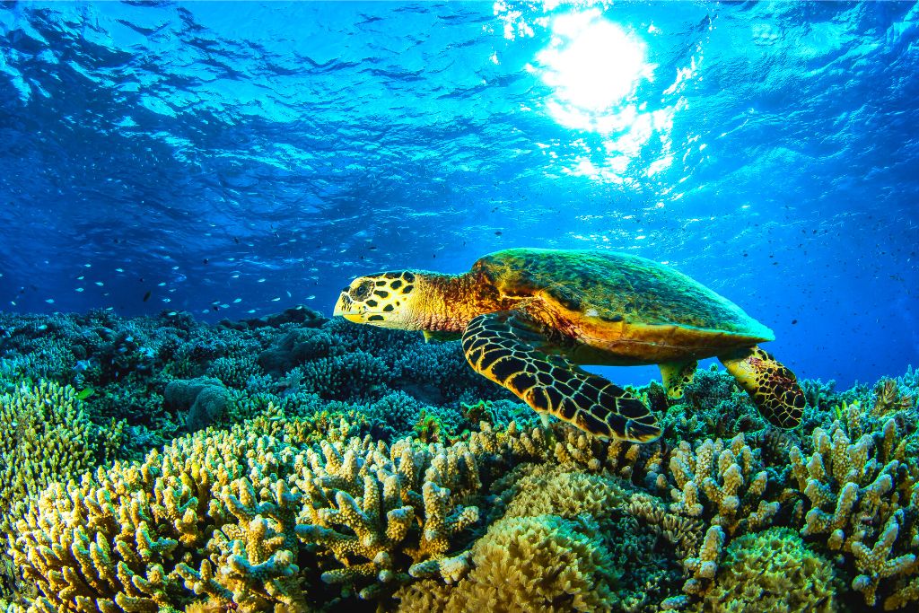 Turtle swimming through a coral reef in Mexico as you enjoy the best snorkeling in Cozumel. 