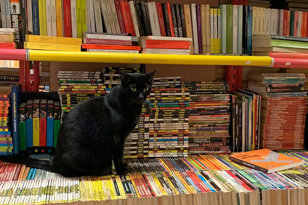 A black cat sitting on books at Libreria Acqua Alta. 