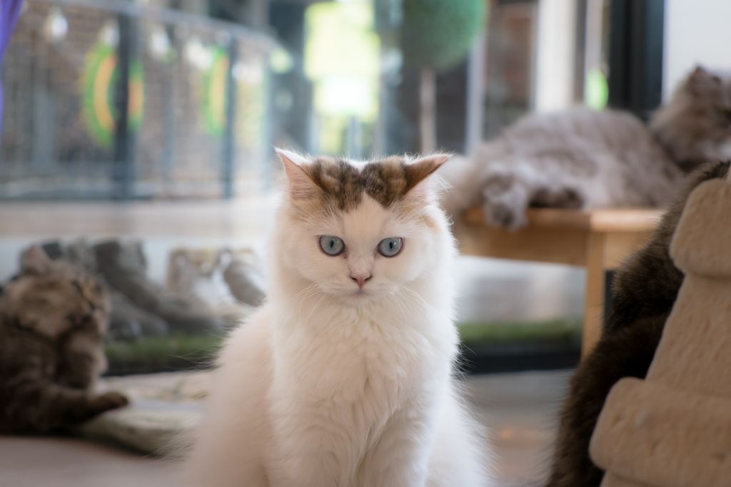 View of a white cat with blue eyes looking the camera inside one of the best kitty cafes in London. 