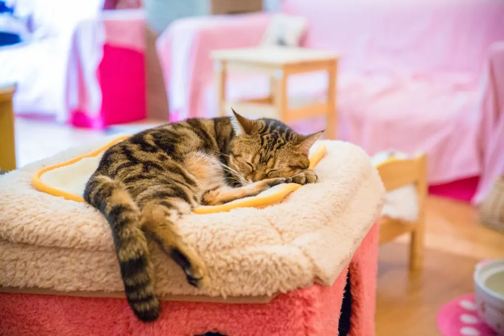 A gray and black striped cat is relaxing on a bed inside a pink cafe at one of the most unique cafes in London. 