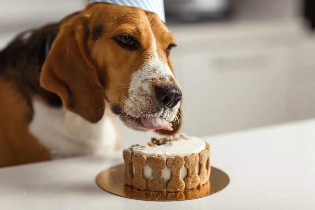A hound dog celebrating his birthday with a birthday cake for dogs with dog treats around it. 
