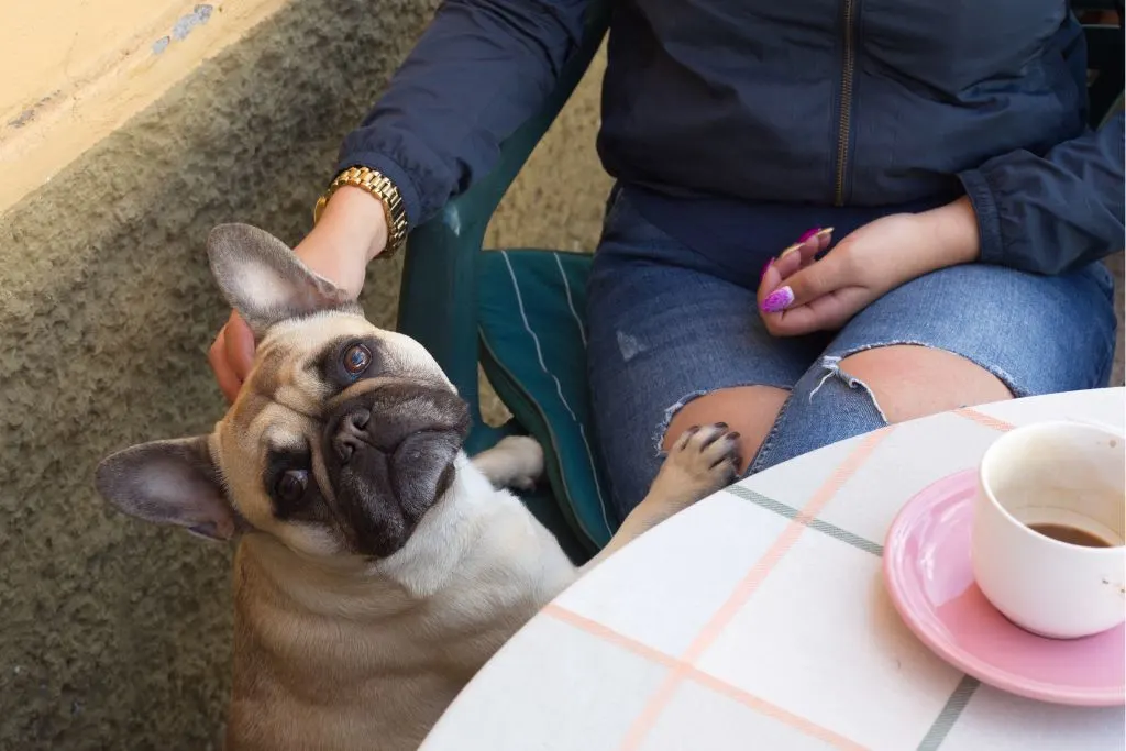 French Bulldog resting on a women's leg at a table outside while she drinks coffee at a puppy cafe in London. 