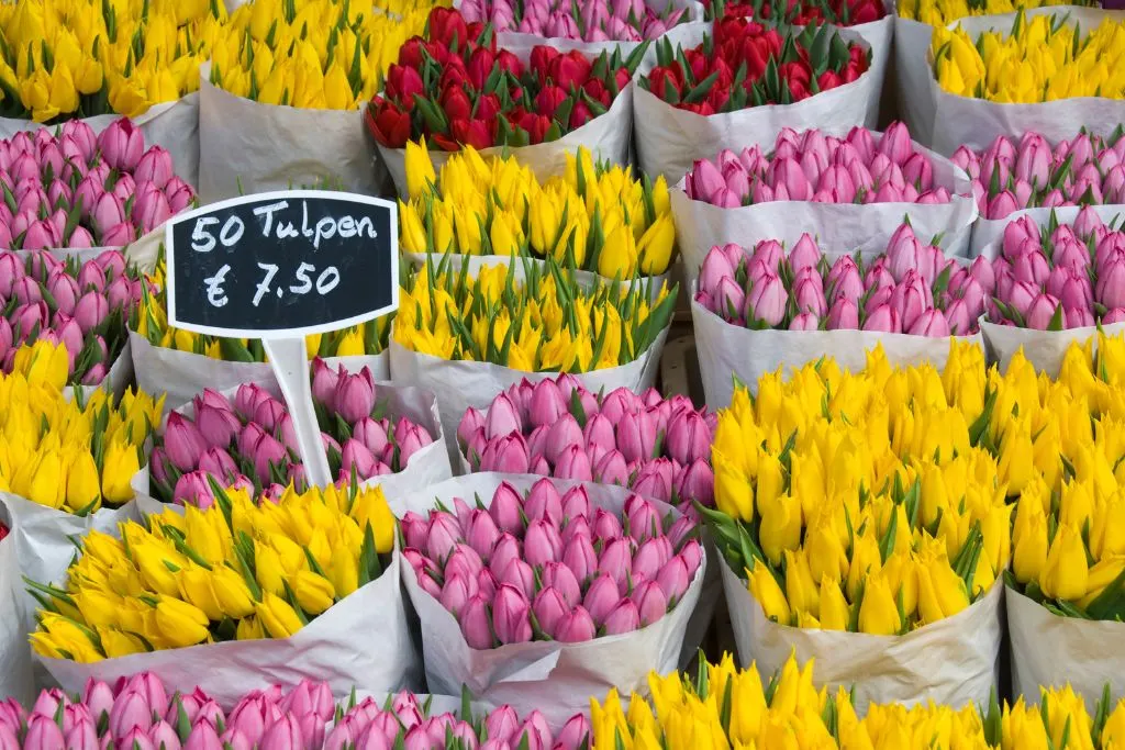 Red, yellow, and pink tulips for sale at a flower market in Amsterdam. 