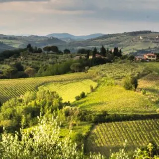 A view of the green vineyards of Tuscany and the rolling hills of the region.