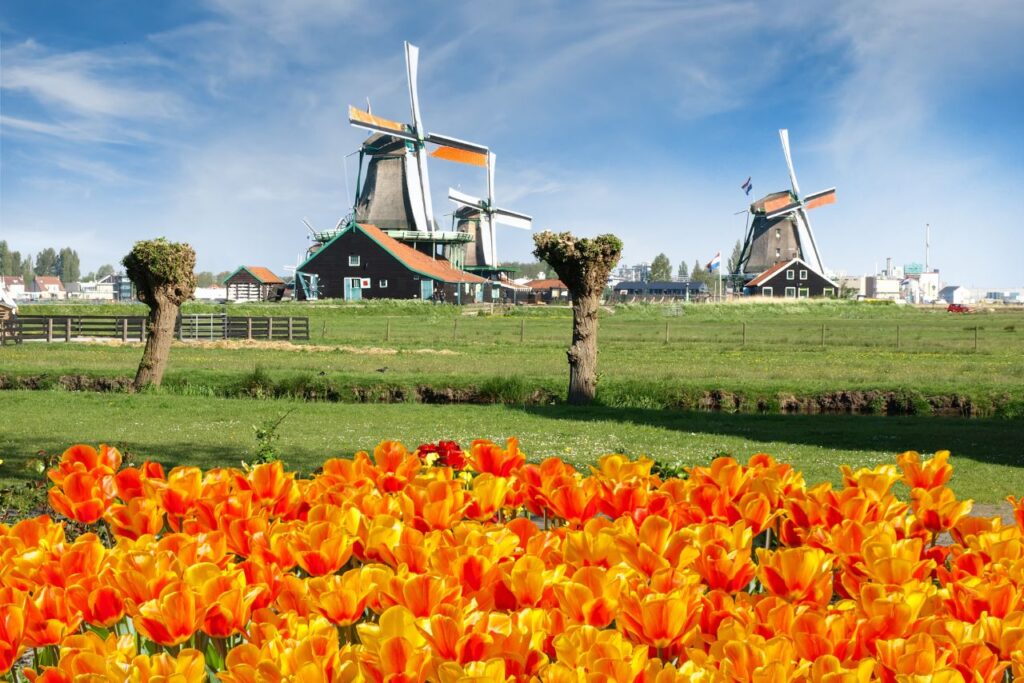 View of the historic windmills of Zoanse Schans and fields of orange/yellow tulips out front. 