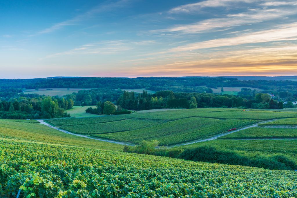Amazing panorama of the Champagne vineyards in Champagne, France with the sun setting during one of the best tours to Champagne from Paris. 