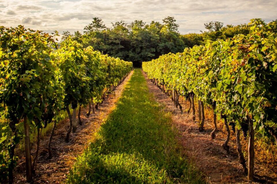 Vineyards Rome 15 Best Wineries Near Rome - Amazing Spots to Visit in 2024