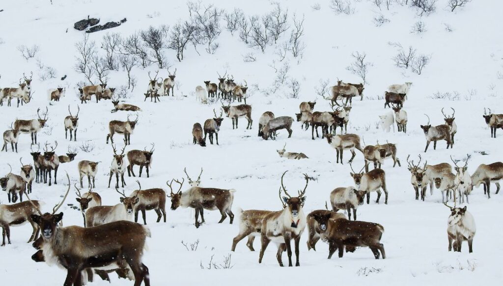 A herd of reindeer standing in the snow in Norway. They are grazing and eating. 