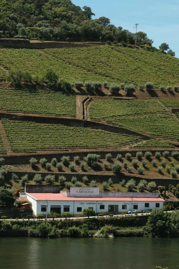 View of the wine vineyards that snake up a hill along the Douro River in the Douro Valley. This is one of the most beautiful places in Portugal. 