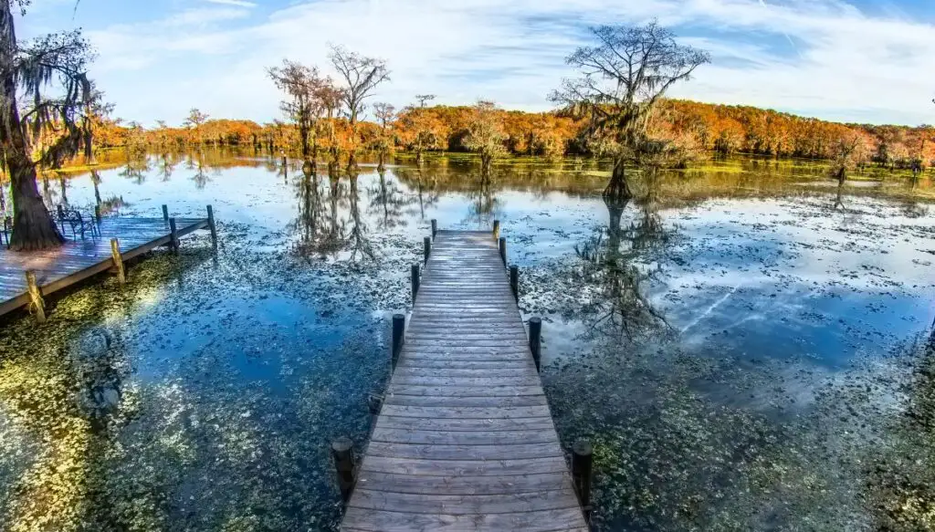 View of a wooden pier leading out to the center of a lake filled with plants. You can see trees covered in moss in the water and brown trees in the background. 