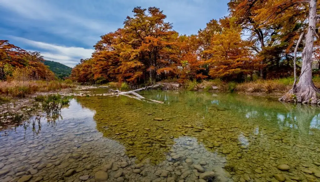 Viw of Garner State Park in the fall. You can see trees with vibrant golden/red leaves sitting along a shallow creek with clear water and branches in the middle of it. 